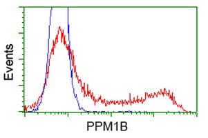 PPM1B Antibody (clone OTI2H5, Carrier-free)