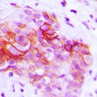 CD9 Antibody (Internal)