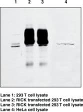 RICK / RIP2 Antibody