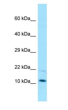 PAM16 Antibody (C-Terminus)
