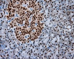 NPR3 Antibody (clone OTI4C3)