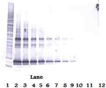 TNFSF14 / LIGHT Antibody (Biotin)