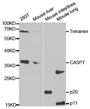 Polyclonal Rabbit anti-Human CASP7 / Caspase 7 Antibody (IHC, IF, WB)