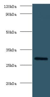 FGF23 Antibody (aa25-251)