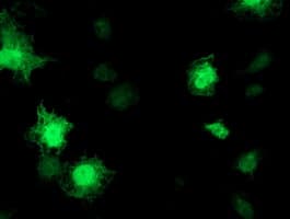 Monoclonal Mouse anti-Human TOMM34 Antibody (clone OTI2B5, IF, WB)