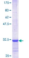 Human OR2A2 Protein (Recombinant GST, N-terminus)