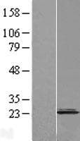 Cnpy2 / TMEM4 Protein (Over-Expression Lysate Myc-DDK (Flag))