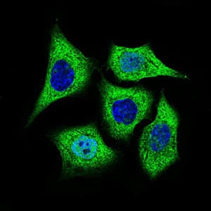 ALDH2 Antibody (aa317-517, clone 4G6A3)