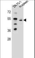 TBX6 Antibody (aa264-293)