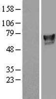 ILVBL Protein (Over-Expression Lysate Myc-DDK (Flag))