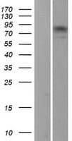 Human MAD1L1 / MAD1 Protein (Over-Expression Lysate Myc-DDK (Flag))