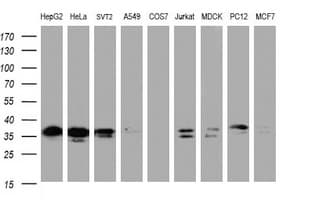 JUN / c-Jun Antibody (clone OTI2A9)