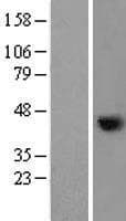NUDEL / NDEL1 Protein (Over-Expression Lysate Myc-DDK (Flag))