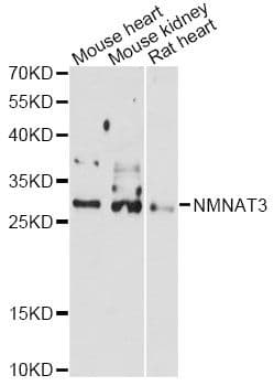 NMNAT3 Antibody