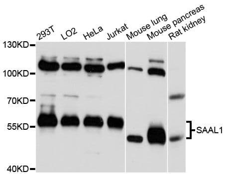 SAAL1 Antibody