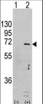 PRKAA1 / AMPK Alpha 1 Antibody (Ser487)