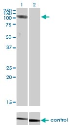 CLCN2 Antibody (clone 3E1)