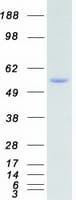 Human RPS6KB2 / S6K2 Protein (Recombinant Myc-DDK (Flag))