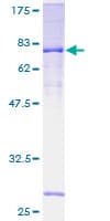 Human FBXO39 Protein (Recombinant GST)