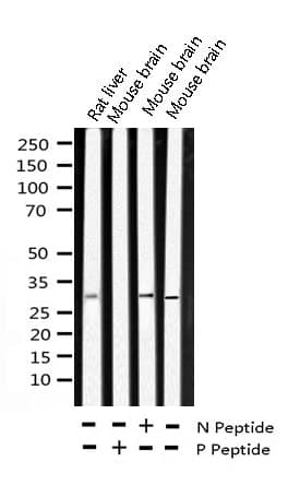SNAI1 / SNAIL-1 Antibody (phospho-Ser246)