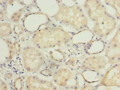 COX11 Antibody