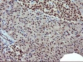 RAPGEF1 Antibody (clone OTI2F5)