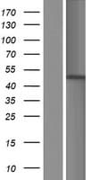 CSNK2A1 Protein (Over-Expression Lysate Myc-DDK (Flag))