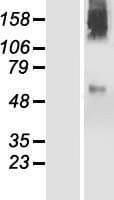 PIGZ Protein (Over-Expression Lysate Myc-DDK (Flag))