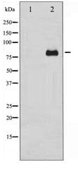 PRKCD / PKC-Delta Antibody