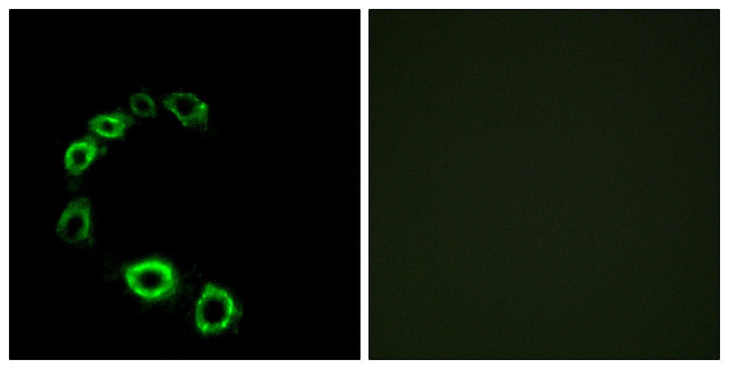 TPRA1 / GPR175 Antibody