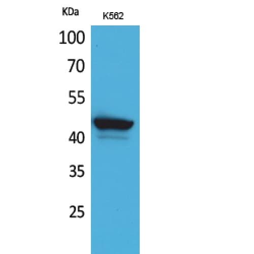 CD1E Antibody (321-370 aa, C-terminal)