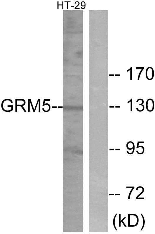GRM5 / MGLUR5 Antibody (aa21-70)
