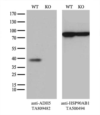 Monoclonal Mouse anti-Human ADH5 Antibody (clone OTI4D4, aa1-266, IHC, WB)