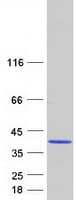 Human NEDF / VPS24 Protein (Recombinant Myc-DDK (Flag))