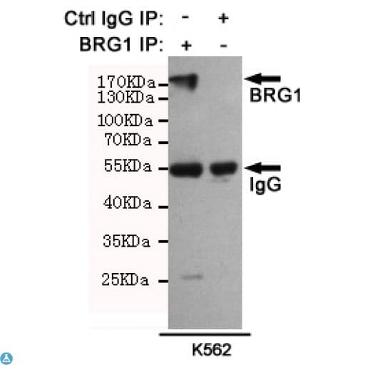 SMARCA4 / BRG1 Antibody