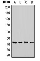 CHST6 Antibody (C-Terminus)