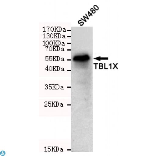 TBL1X / TBL1 Antibody