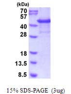 Human CYTIP Protein (Recombinant His)