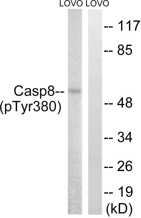 CASP8 / Caspase 8 Antibody (phospho-Tyr380)