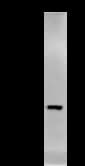 Monoclonal Mouse anti-Human DDX39 Antibody (clone 2252C4a, IF, WB)