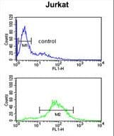IHC-plus™ BTBD9 Antibody (aa237-262)