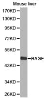 MOK / RAGE Antibody