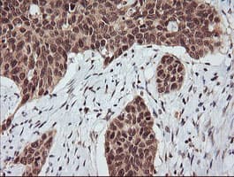 RASSF8 Antibody (clone OTI3F7)