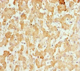 BRAK / CXCL14 Antibody