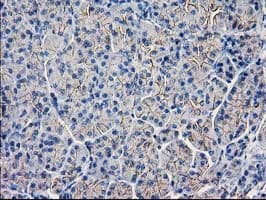 GUK1 / Guanylate Kinase 1 Antibody (clone OTI4A8)