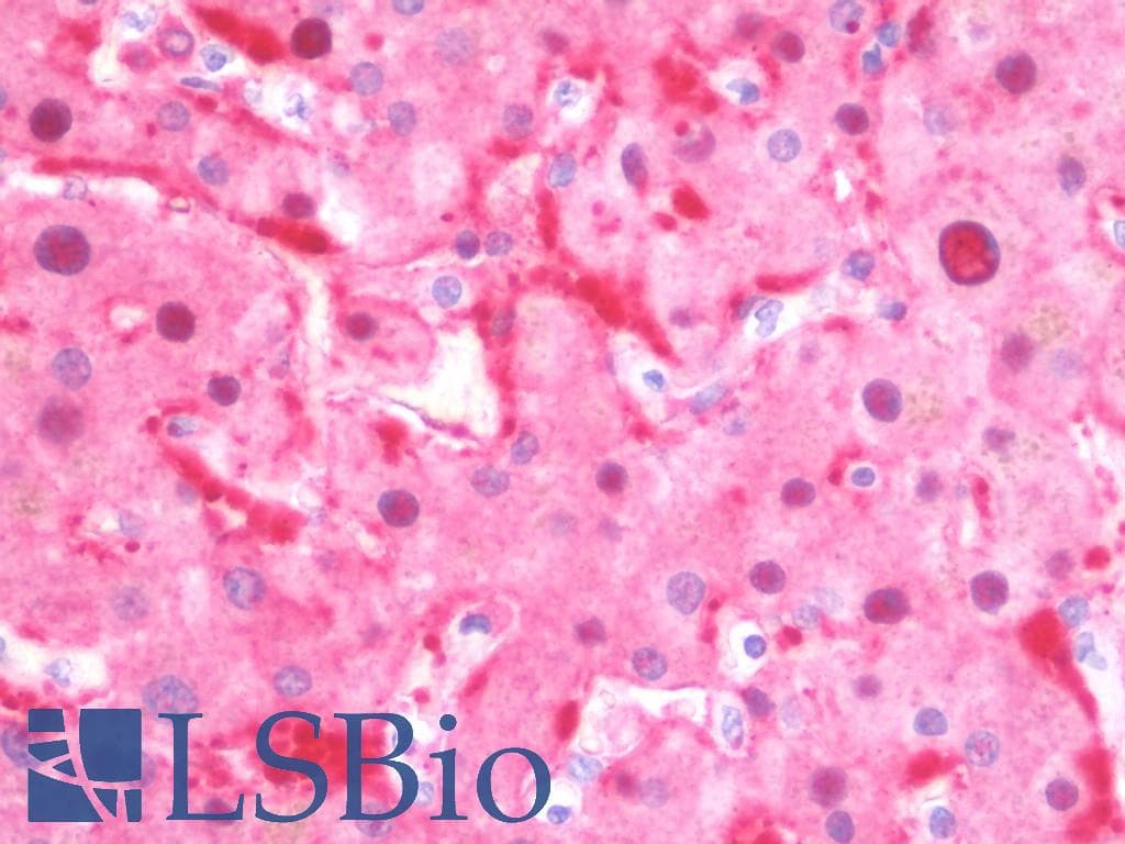 IHC-plus™ CTH / Cystathionase Antibody (clone 2D6)