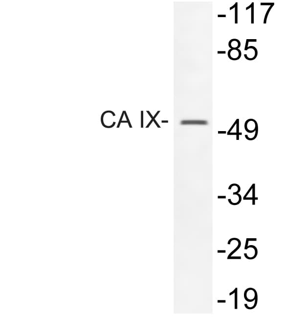 CA9 / Carbonic Anhydrase IX Antibody (Asp82)