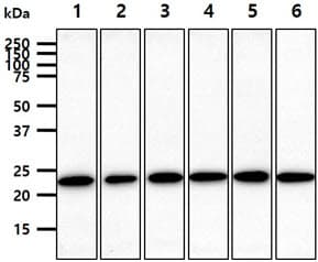 Monoclonal Mouse anti-Human RAB7A / RAB7 Antibody (clone AT10E4, WB)