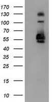 IHC-plus™ SNX8 Antibody (clone 4F8)
