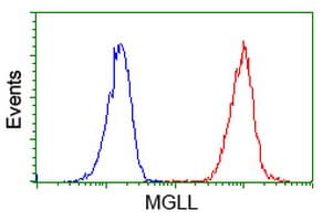MGLL / Monoacylglycerol Lipase Antibody (clone OTI2G8)